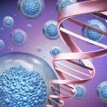 Stem Cells