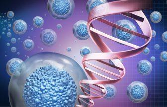 Stem Cells