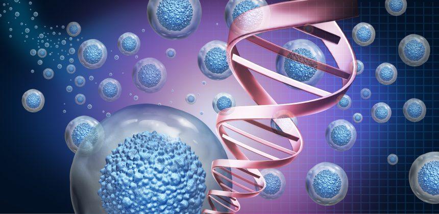 Stem Cells