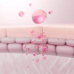 Stem Cells: Explained in Simple Terms