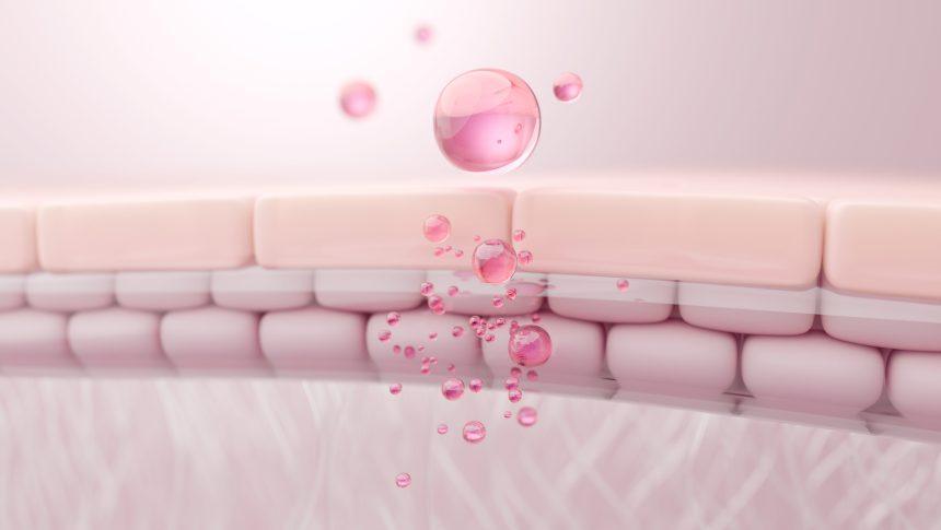 Stem Cells: Explained in Simple Terms